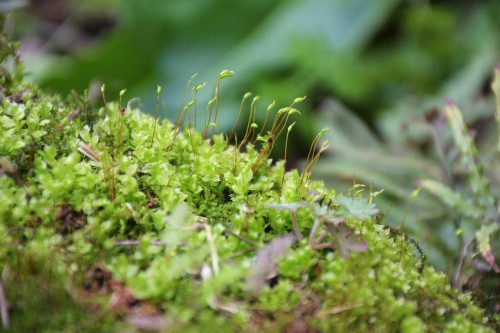 苔藓