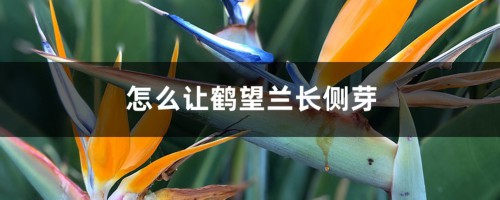 怎么让鹤望兰长侧芽，剪光叶子还能再长吗